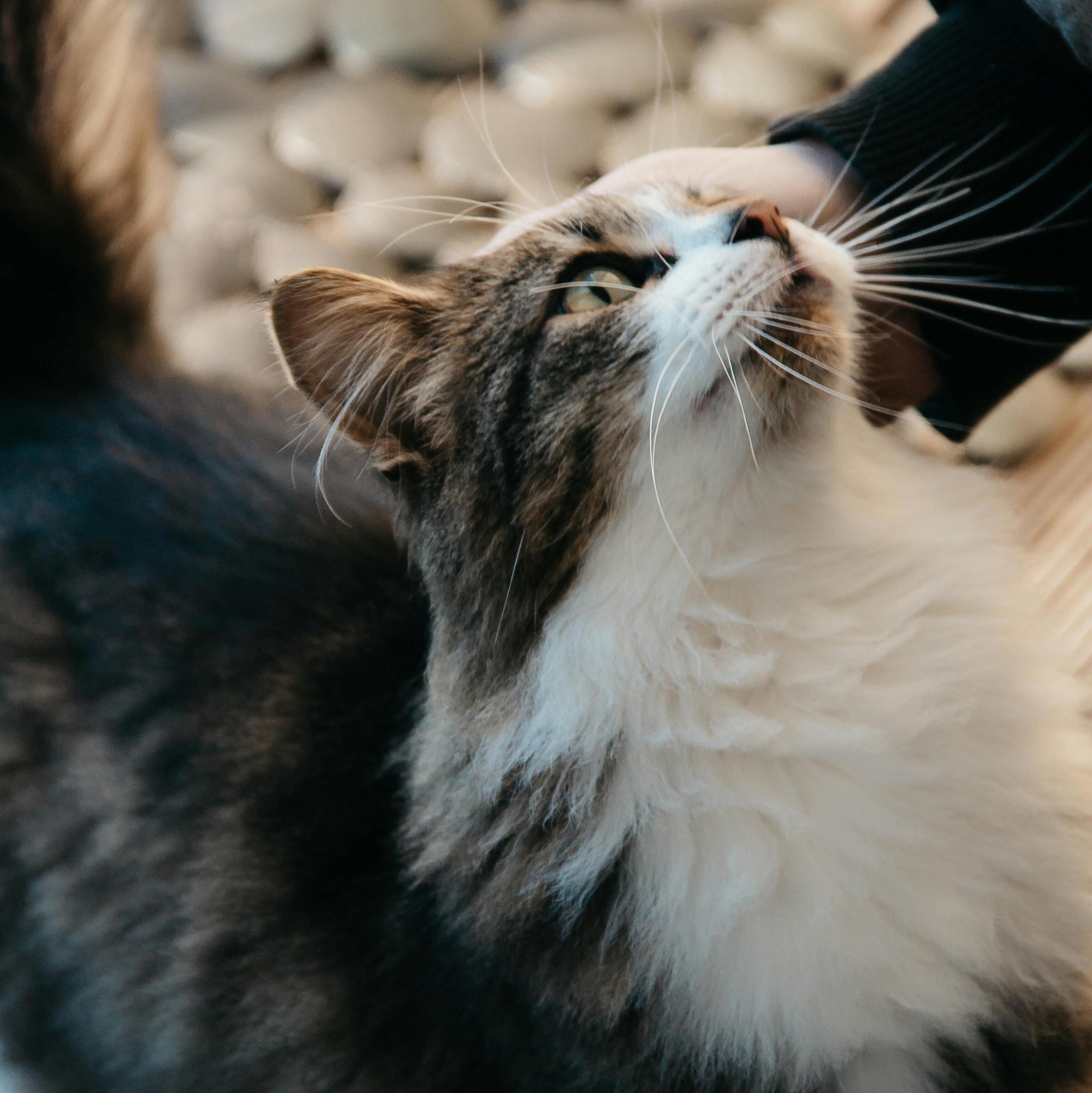 Chat qui se fait caresser