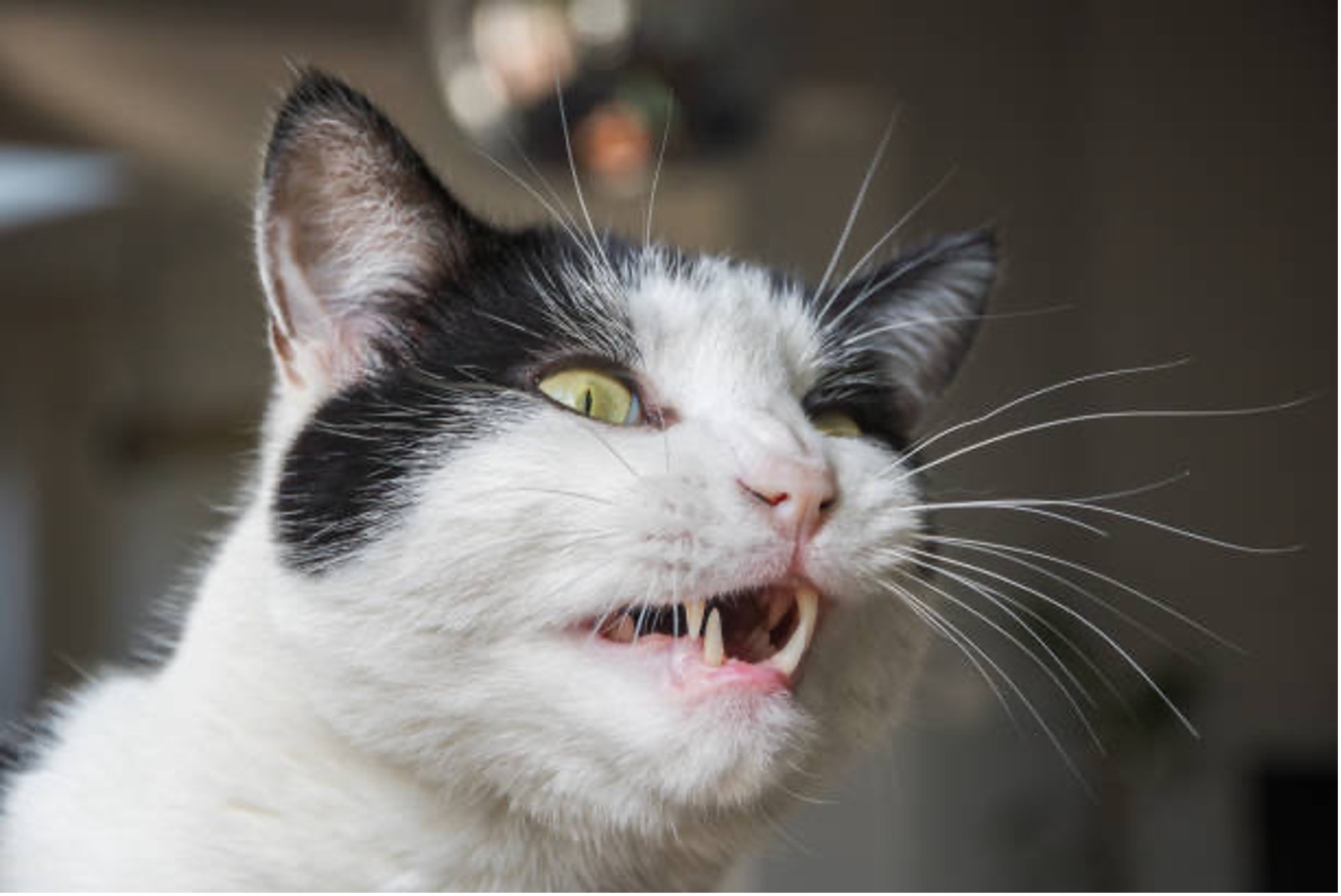 Chat qui fait le Flehmen