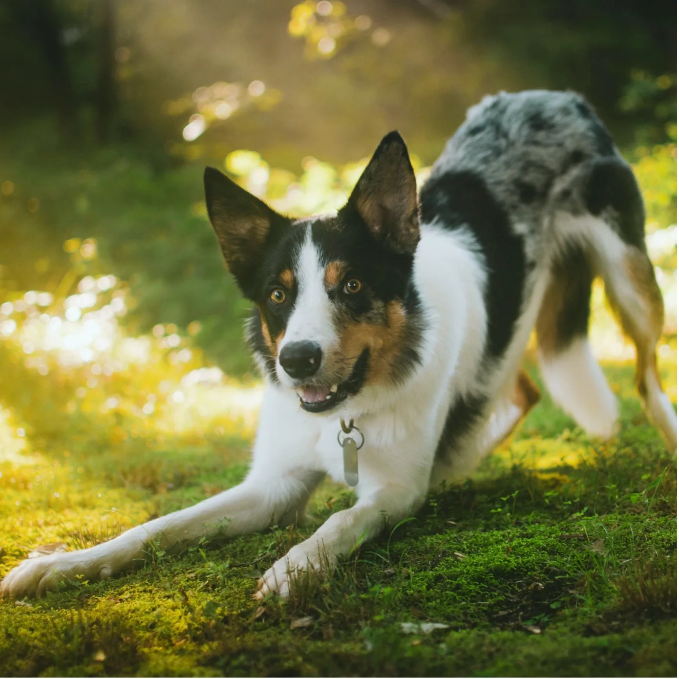 Les signaux d&rsquo;apaisement chez le chien