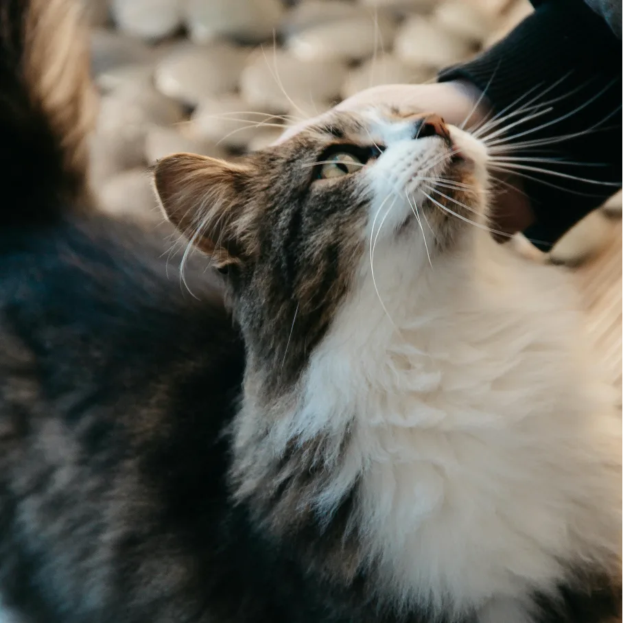 Id&eacute;e re&ccedil;ue n&deg;1 : Tous les chats aiment les caresses