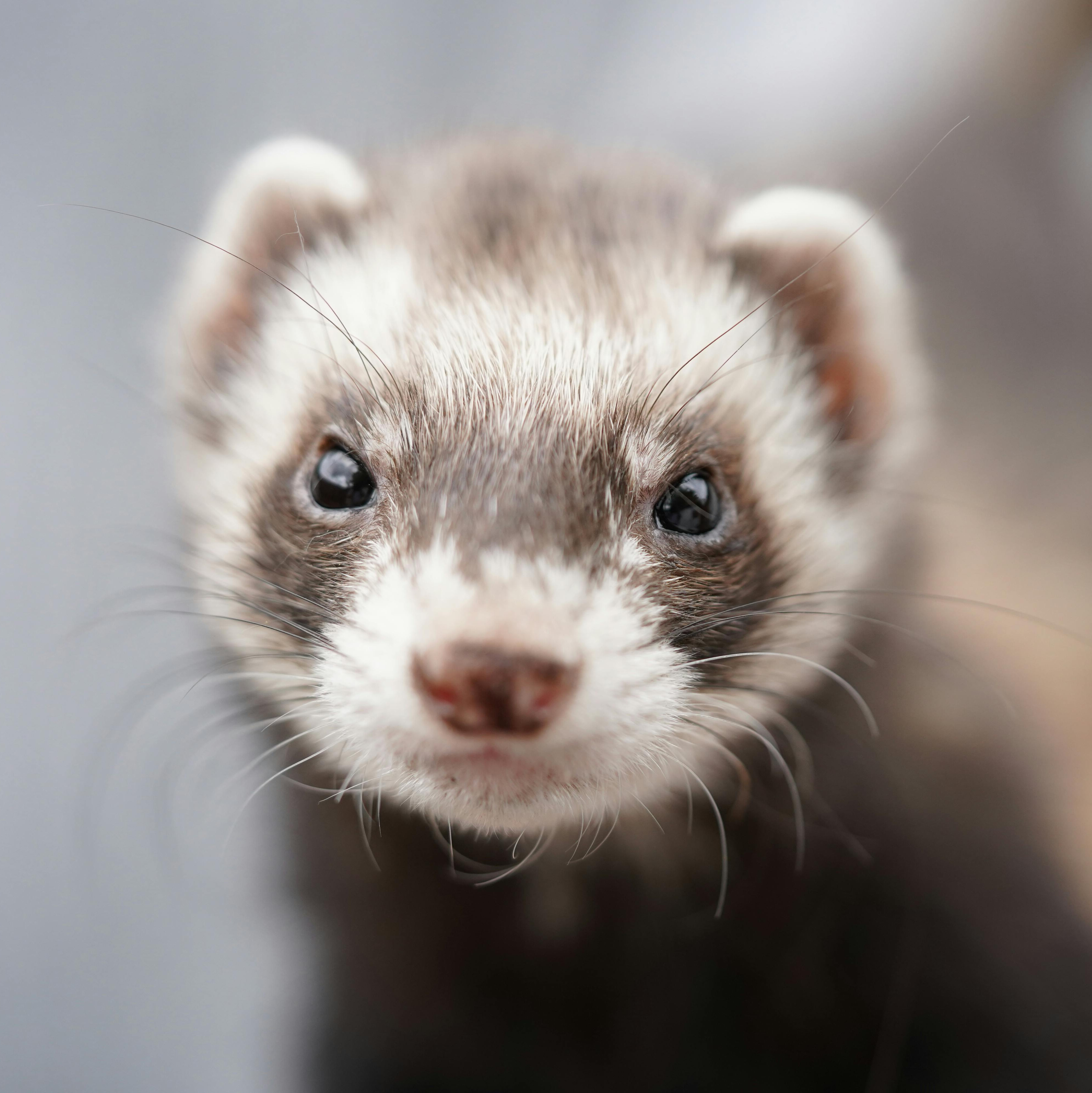 Small Pets