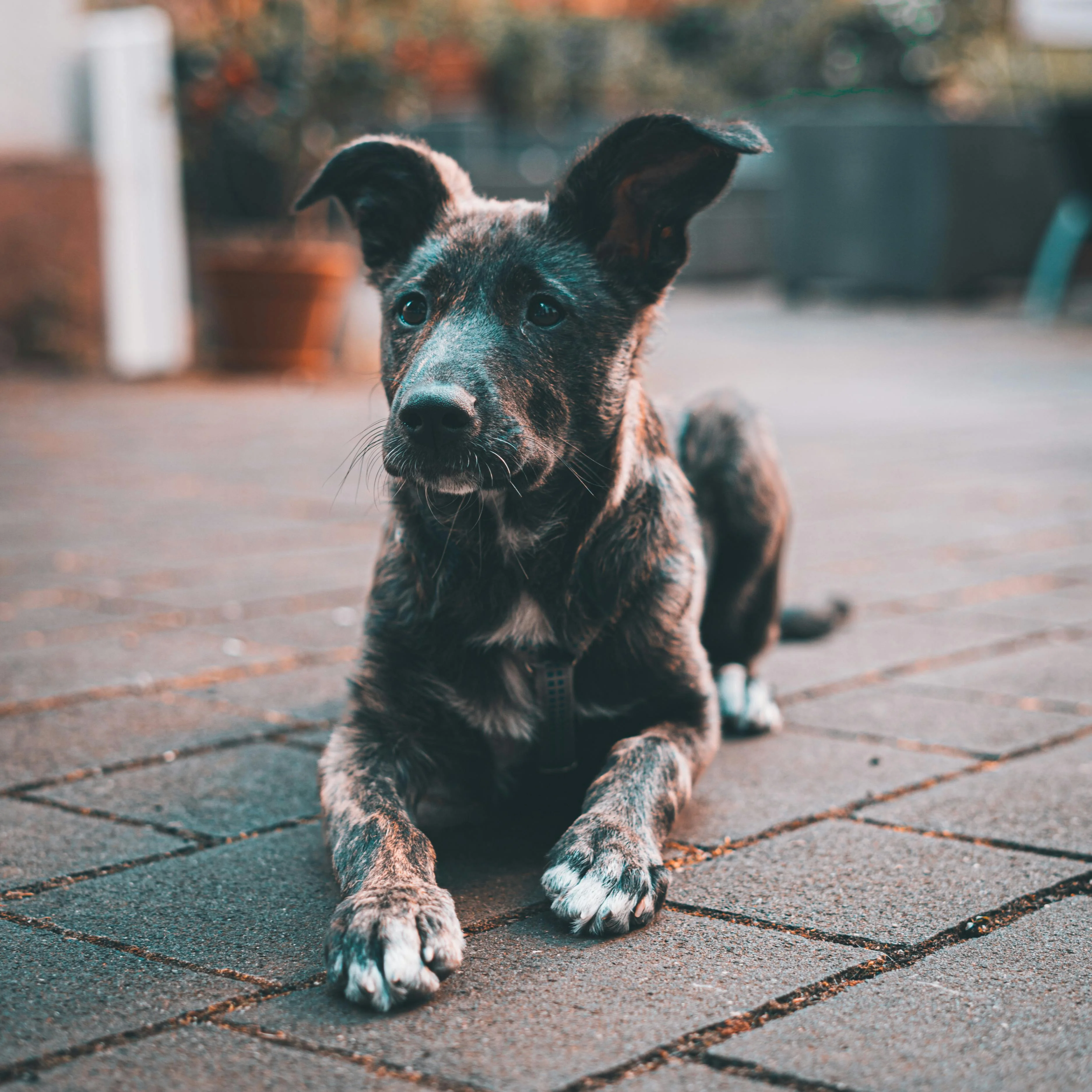 Chien
