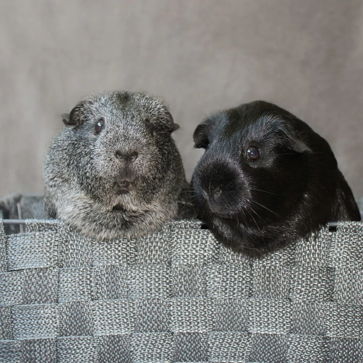 Petits animaux de compagnie